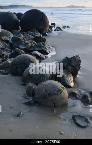 Die moeraki Boulders sind ungewöhnlich große und sphärischen Felsbrocken auf einer Strecke von Koekohe Strand liegend auf der Wave-cut Otago Küste von Neuseeland. Stockfoto