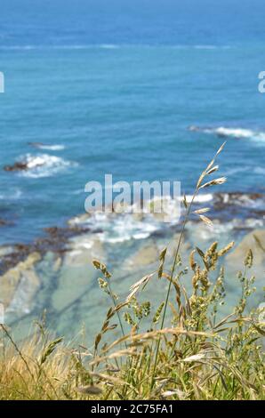 Die malerische Küste von Kaikoura ist der perfekte Ort für Meereslebewesen Begegnungen, Küstenwanderungen und stopfte in eine Platte von Krebsen. Stockfoto