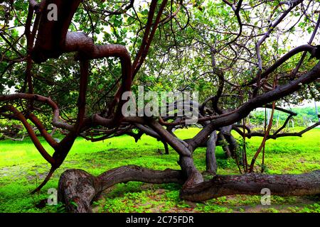 Cashewbäume in Lencois Maranhenses, Brasilien Stockfoto