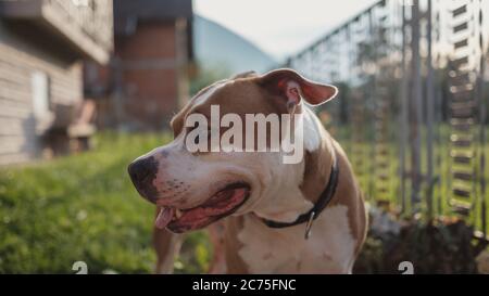 Lächelndes Gesicht eines amerikanischen Staffordshire Hundes, der zur Seite schaut, während er im Hinterhof steht. Schöner Sommeruntergang ist im Hintergrund Stockfoto