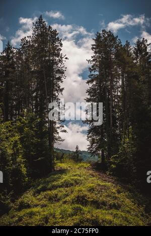 Loch in der Baumgrenze auf einem sonnigen Hügel mit blauem bewölktem Himmel dahinter Stockfoto