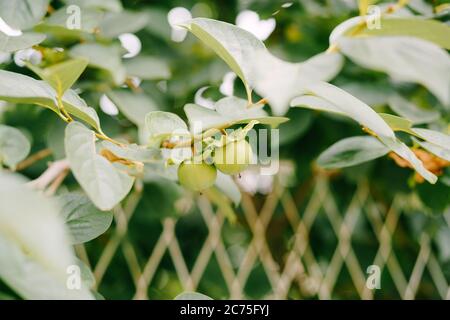 Grüne Kaki-Frucht auf den Zweigen des Baumes. Stockfoto