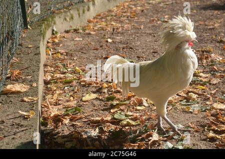 Polnische Hühner werden hauptsächlich als Schauvogel gezüchtet, waren aber ursprünglich produktive Eischichten. Stockfoto