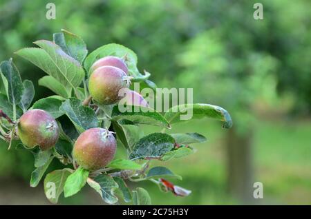 Apfel im Apfelgarten. Ein Apfel ist eine essbare Frucht, die von einem Apfelbaum (Malus domestica) produziert wird. Stockfoto