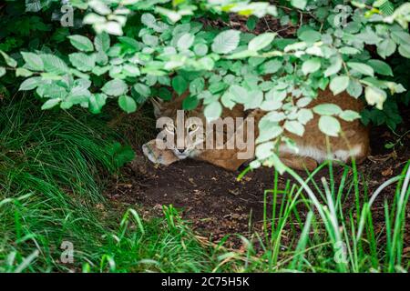 Lynx schläft im Wald Stockfoto