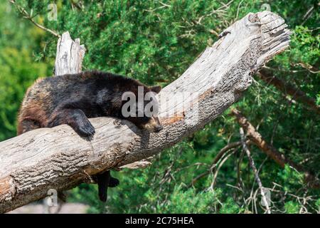 Schwarzer Bär im Baum Stockfoto