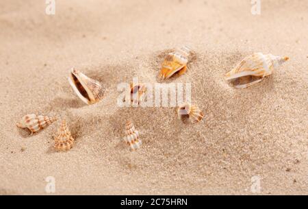 Verschiedene kleine Muscheln liegen im Sand am Strand. Sandhintergrund. Nahaufnahme. Stockfoto