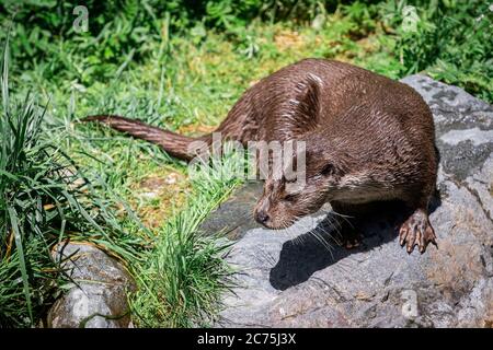 Europäische Otter auf dem Felsen Stockfoto