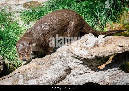 Europäische Otter auf dem Felsen Stockfoto