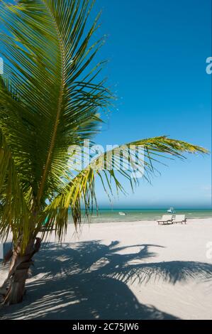 Palmen und Sonnenbaden am Strand mit Blue Sky - Holbox Island, Mexiko - der ideale Ort zum Entspannen Stockfoto