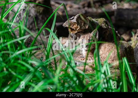 Baby Lynx im Wald Stockfoto