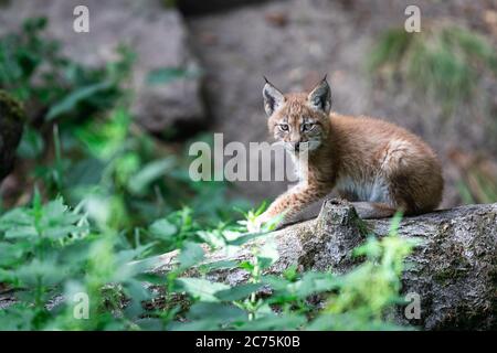 Baby Lynx im Wald Stockfoto