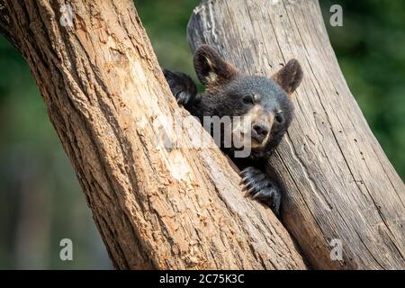 Baby schwarz Bär spielt in den Baum Stockfoto