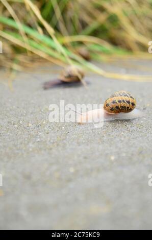 Zwei Schnecken Rennen zusammen. Stockfoto