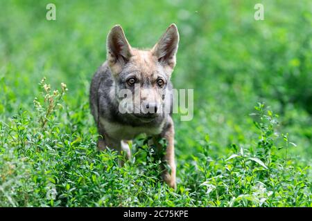 Baby grauen Wolf im Wald Stockfoto