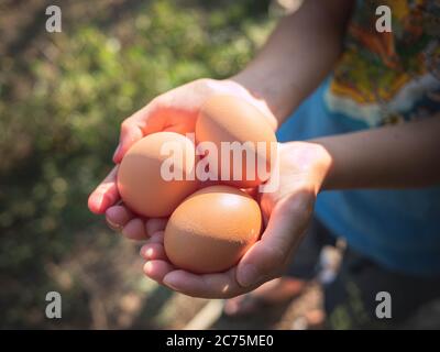 Kinderhände mit drei frischen Bio-Eiern. Eier ernten. Frische Bio-Eier aus biologischem Anbau Stockfoto