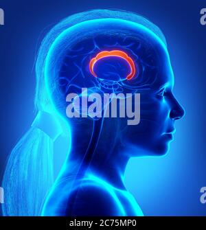 3d-Darstellung medizinisch akkurate Darstellung der Hirnanatomie Stockfoto