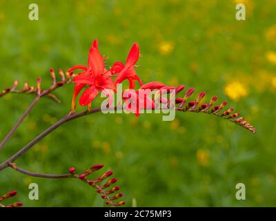 Nahaufnahme eines Crocosmia Blütenstachels mit roten Blüten und Knospen in einem Garten Stockfoto