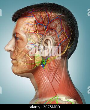 3d-Rendering medizinische Illustration der männlichen Kopf Anatomie für den Unterricht Stockfoto