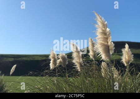 Zwergpampas Gras (Cortaderia pumila) blüht im Hochsommer mit großen, flauschigen reinweißen, sterilen (nicht-saatbildenden) Federn. Stockfoto