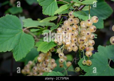 Reife Weißwänige im Sommer im Garten Stockfoto