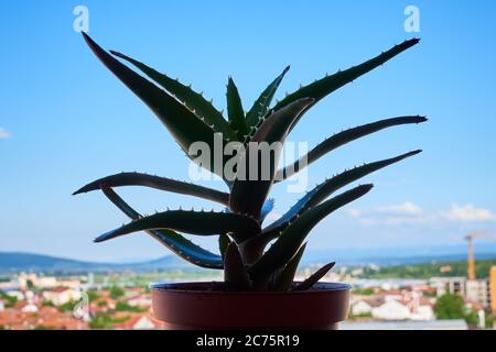Aloe Vera Pflanze auf dem Balkon Stockfoto