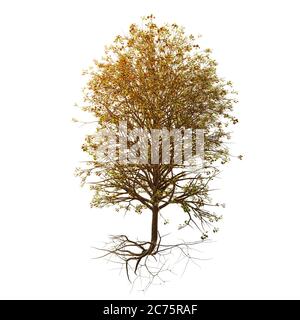 Baum mit vielen grünen und orangen Blättern, mit Wurzeln - isoliert auf weißem Grund Stockfoto