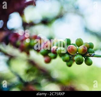 Rote und grüne Kaffeebohnen auf der Rebe in den Bergen von Boquete, Panama, Mittelamerika Stockfoto