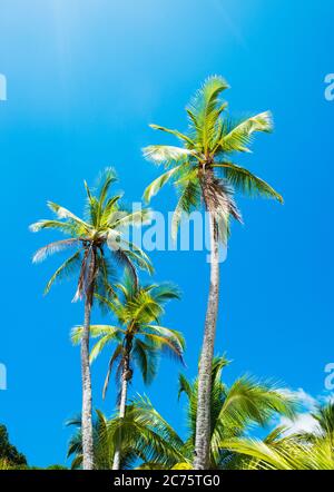 Palmen an den Stränden von Coiba Island, santa catalina, Panama, Mittelamerika Stockfoto