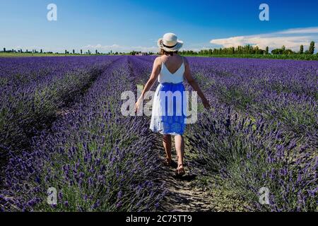 Italien, Porto tolle (Rovigo), Venetien : Lavendelfeld des Po-Deltas Foto © Federico Meneghetti/Sintesi/Alamy Stock Photo Stockfoto