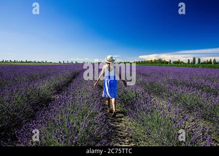 Italien, Porto tolle (Rovigo), Venetien : Lavendelfeld des Po-Deltas Foto © Federico Meneghetti/Sintesi/Alamy Stock Photo Stockfoto