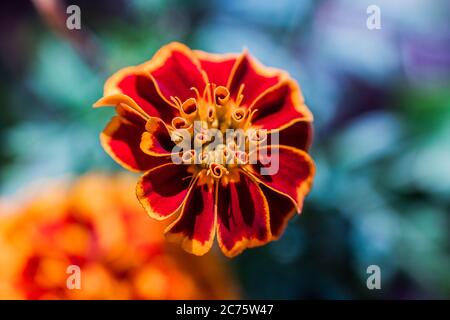 Ringelblume in Rot und Gold Stockfoto