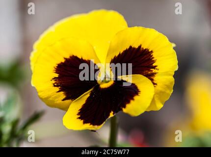 Pansy mit braunem Zentrum Stockfoto