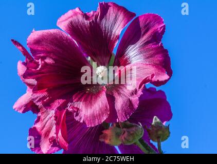 Lila Hollyhock In Blue Sky Stockfoto