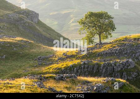 Ein einsamer Baum blüht hoch oben auf dem Kalkstein Pflaster von Malham Lings in den Yorkshire Dales, gebadet im frühen Morgenlicht. Stockfoto