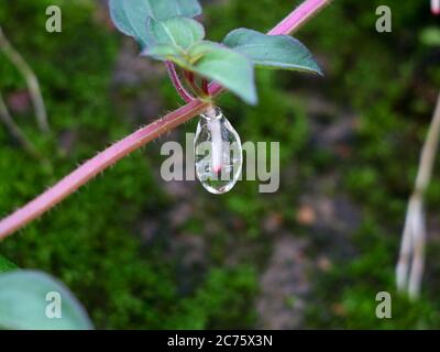 Klebrige Gelee- wie Schleim an den Wurzeln der indischen Rhododendron-Pflanze  oder Malabar Melastome gebildet Stockfotografie - Alamy
