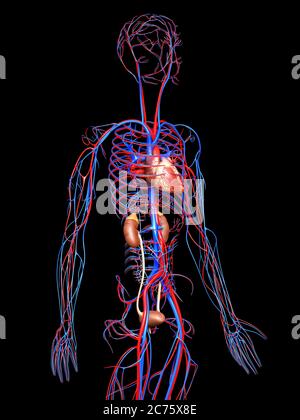 3d gerendert, medizinisch genaue Darstellung der Nieren und des Kreislaufsystems Stockfoto