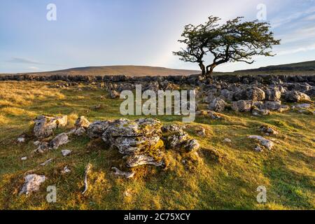 Kalkstein Pflaster Fänge im ersten Licht des Tages bei Twisleton Narbe Ende, Ingleton, Yorkshire Dales, mit einem einsamen Hawthorn tree brechen den Horizont. Stockfoto