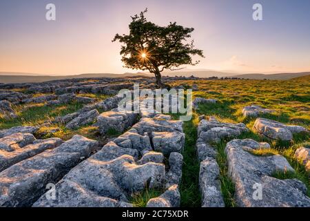 Niedrige Abendlicht fängt den Kalkstein Fahrbahn in Winskill Steine Natur finden, wie ein einsamer Baum einen sunstar durch seine verwitterten Zweigen entsteht. Stockfoto