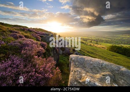 Goldene Licht durchflutet den Sommer Landschaft mit blühenden Heidekraut und verwitterten gritstone in Ilkley Moor in der Nähe des Swatika Stein auf Woodhouse Crag. Stockfoto