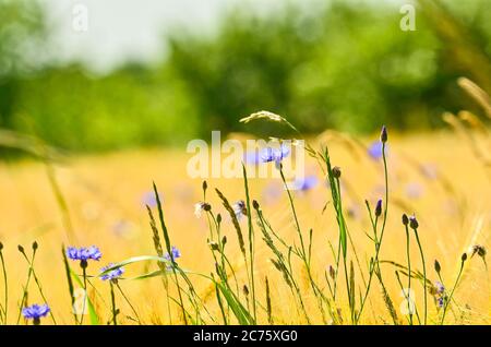 Schöne blaue Kornblumen vor einem hellbraunen Kornfeld im Sommer Stockfoto