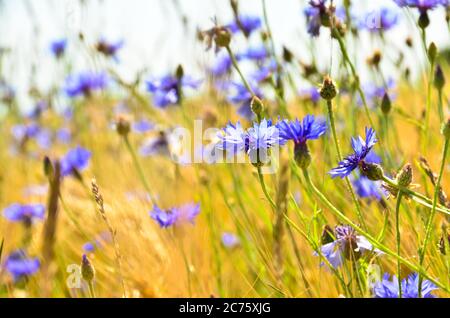 Schöne blaue Kornblumen vor einem hellbraunen Kornfeld im Sommer Stockfoto