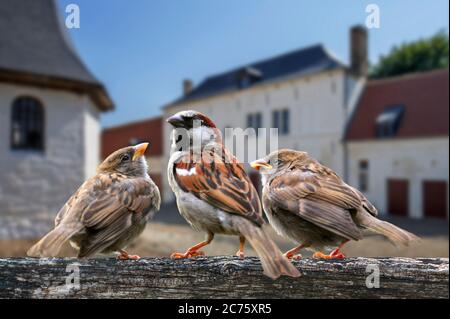 Sperling / Haussperling (Passer domesticus) Männchen mit zwei Jungtieren auf Gartenzaun Stockfoto