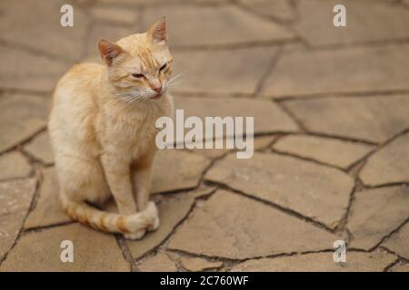 Niedliche Ingwer Katze Porträt auf Sommer Straße. Stockfoto