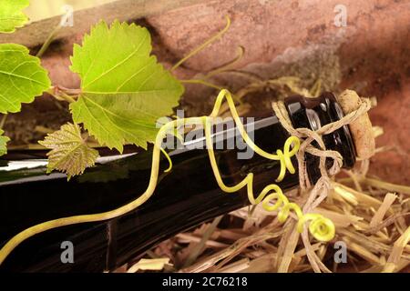 Alte Weinflasche auf einer Fliese mit Trauben Stockfoto