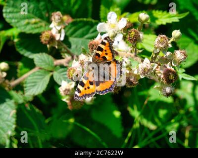 Nahaufnahme eines kleinen Schildkrötenschellschmetterlings (aglais urticae), der an einem sonnigen Tag in Lancashire, Großbritannien, Brombeerblüten füttert Stockfoto