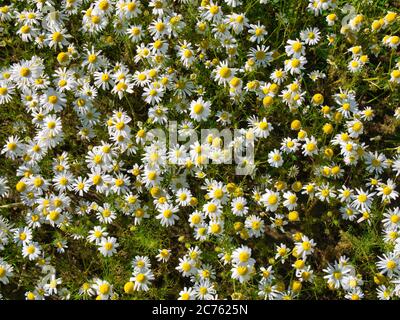 Kamillenblüten auf Pflanzen, die wild in Lancashire, Großbritannien wachsen Stockfoto