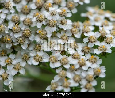 Schafgarbe Stockfoto