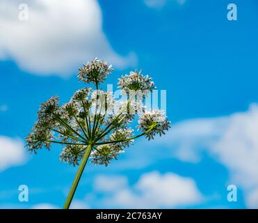 Kuhsilie, Anthriscus sylvestris, wächst im Sommer Sonnenschein gegen einen sonnigen blauen Himmel, East Lothian, Schottland, Großbritannien Stockfoto