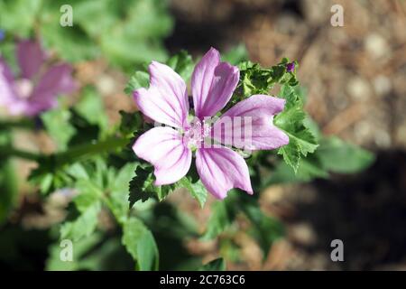 Gemeine Malve, hohe Malve, hohe Malve, Wilde Malve, große Käsepappel, Rosspappel, Malva sylvestris, erdei mályva Stockfoto